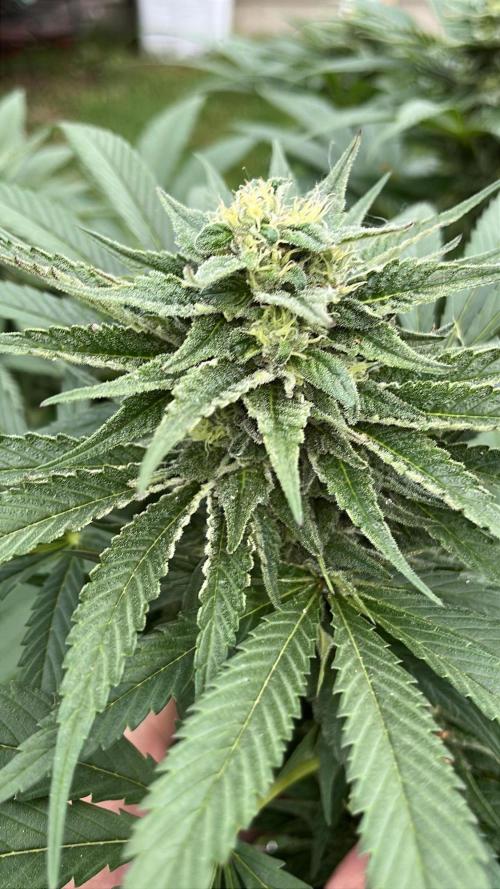 Godfather OG. Week 18