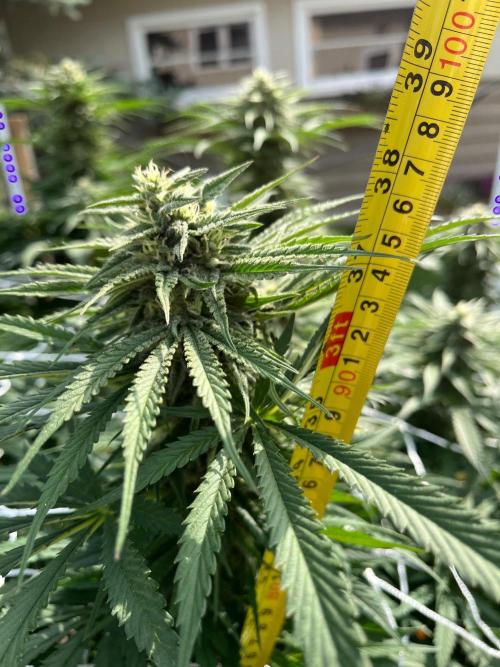 26 Gorilla Cookies Fast. Week 18 - Aug 29 Day 120