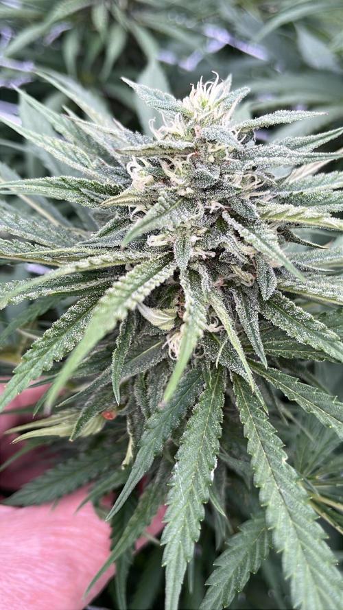 26 Gorilla Cookies Fast. Week 18 - Aug 29 Day 120