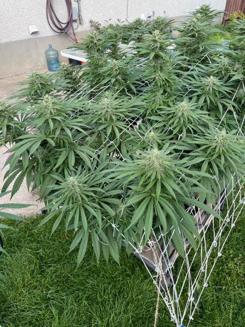 26 Gorilla Cookies Fast. Week 18 - Aug 29 Day 120