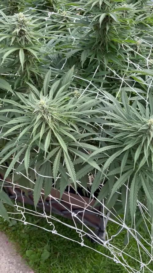 26 Gorilla Cookies Fast