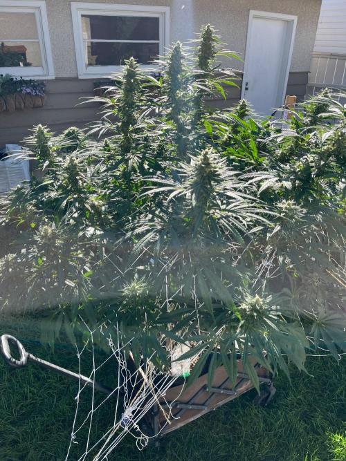 26 Purple Ghost Candy. Week 18 - Aug 31 Day 122