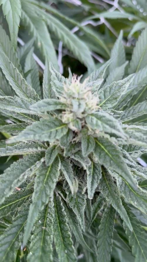 26 Amnesia Haze Fast