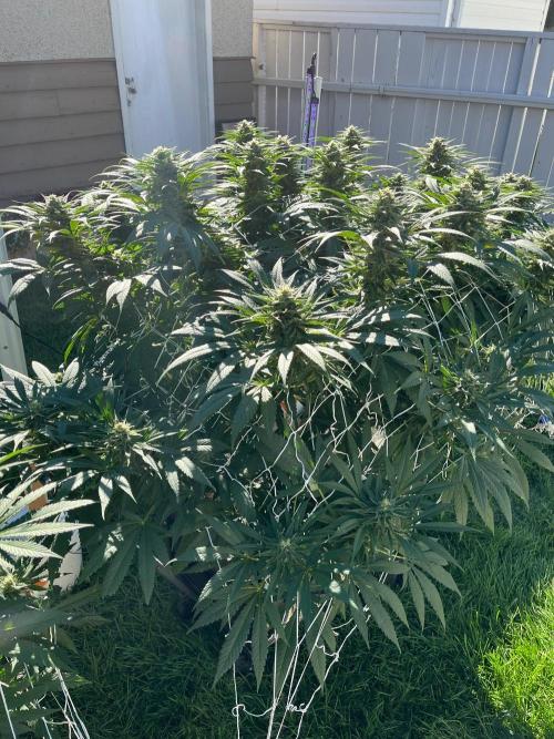 26 The Godfather. Week 18 - Aug 31 Day 122