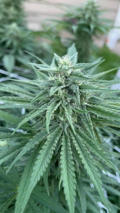 26 Gorilla Cookies Fast