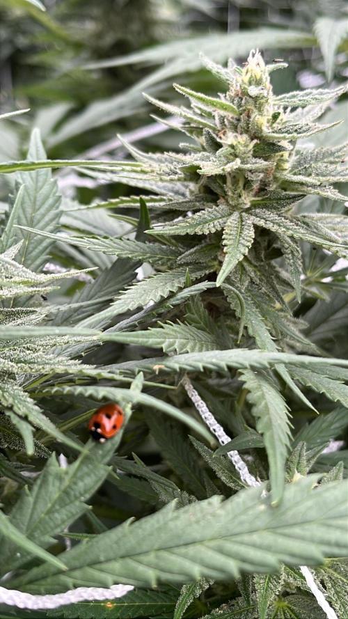 26 Purple Ghost Candy. Week 18 - Sep 2 Day 124 Lots of ladybugs today
