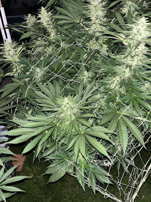 26 Amnesia Haze Fast. Week 18 - Sep 2 Day 124