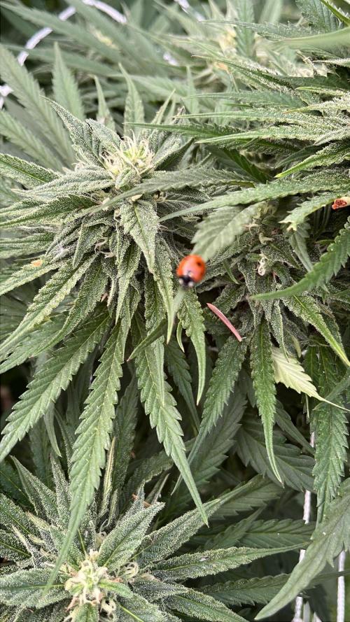 26 The Godfather. Week 18 - Sep 2 Day 124 ladybugs 