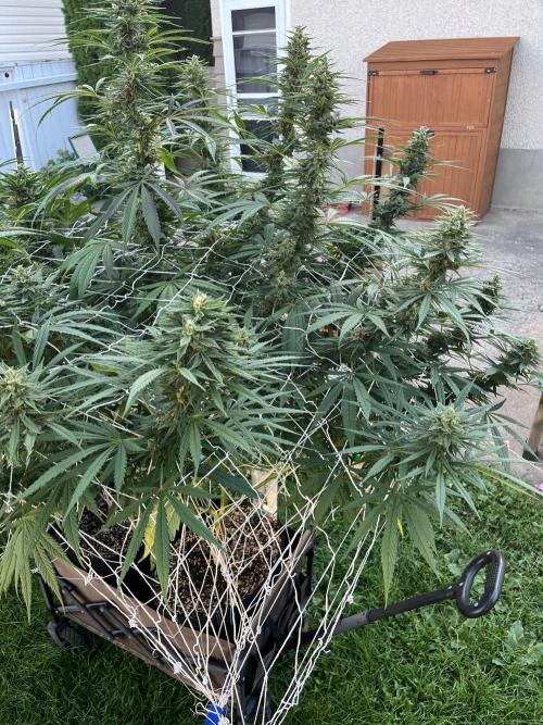 26 Purple Ghost Candy. Week 18 - Sep 3 Day 125