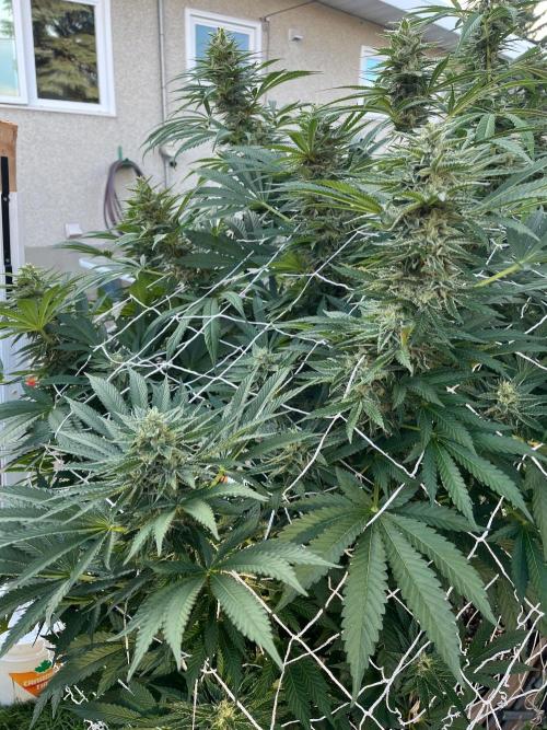 26 Amnesia Haze Fast. Week 18 - Sep 3 Day 125