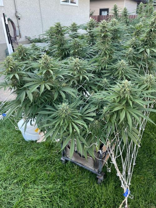 26 Gorilla Cookies Fast. Week 18 - Sep 3 Day 125