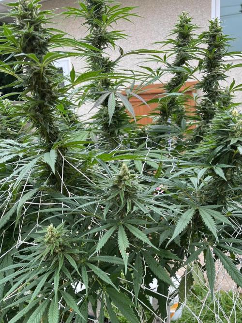 26 Purple Ghost Candy. Week 19 - Sep 5 Day 127