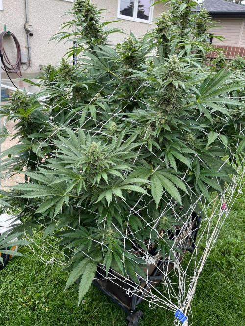 26 Amnesia Haze Fast. Week 19 - Sep 5 Day 127