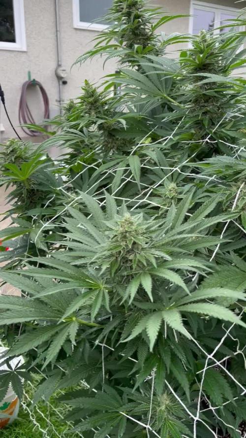 26 Amnesia Haze Fast