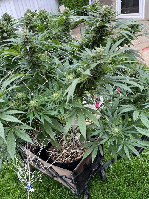 26 The Godfather. Week 19 - Sep 5 Day 127
