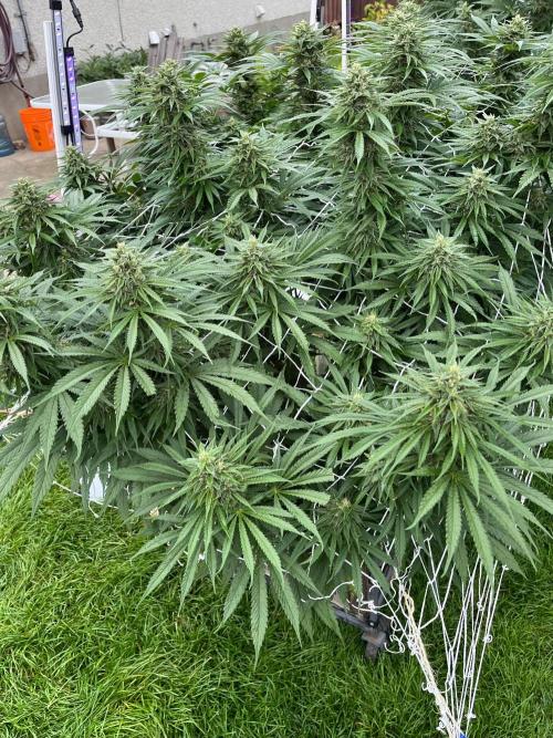 26 Gorilla Cookies Fast. Week 19 - Sep 5 Day 127