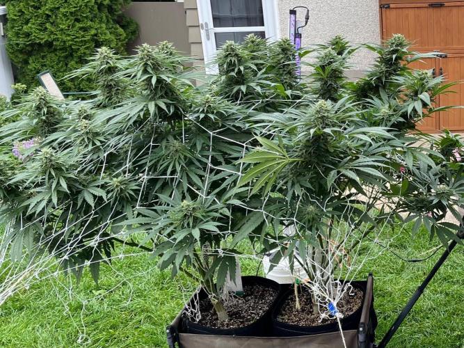 26 Gorilla Cookies Fast. Week 19 - Sep 5 Day 127