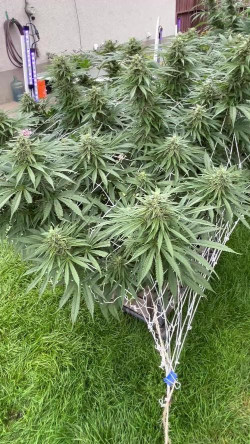 Gorilla Cookies FF. Week 19