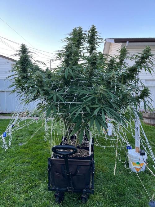 26 Purple Ghost Candy. Week 19 - Sep 8 Day 130 morning 