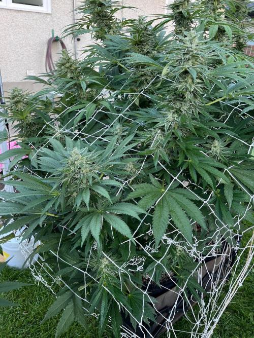 26 Amnesia Haze Fast. Week 19 - Sep 8 Day 130