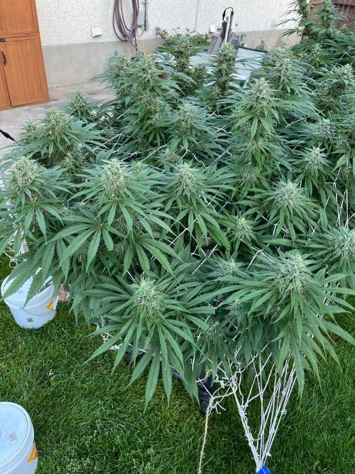 26 Gorilla Cookies Fast. Week 19 - Sep 8 Day 130