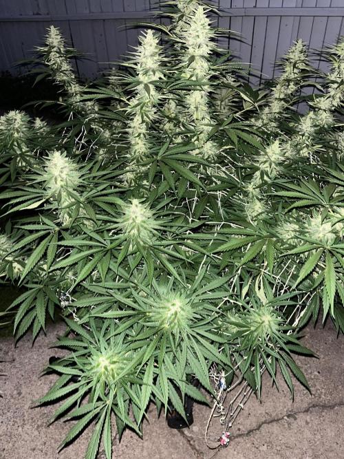 26 Purple Ghost Candy. Week 19 - Sep 9 Day 131