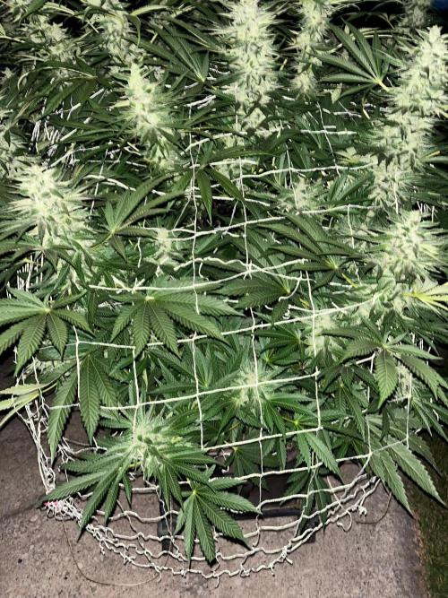 26 Amnesia Haze Fast. Week 19 - Sep 9 Day 131