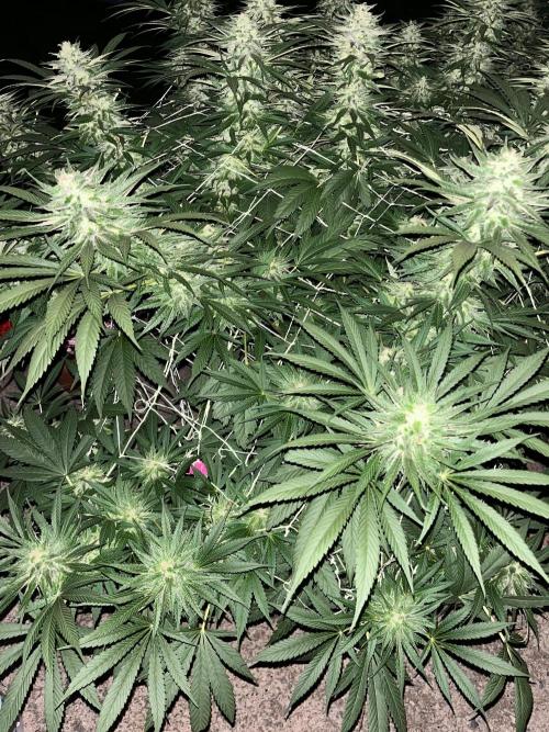 26 The Godfather. Week 19 - Sep 9 Day 131