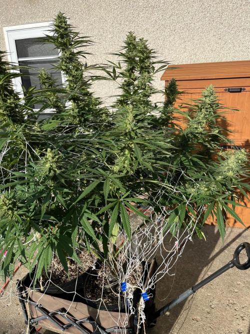 26 Purple Ghost Candy. Week 20 - Sep 12 Day 134