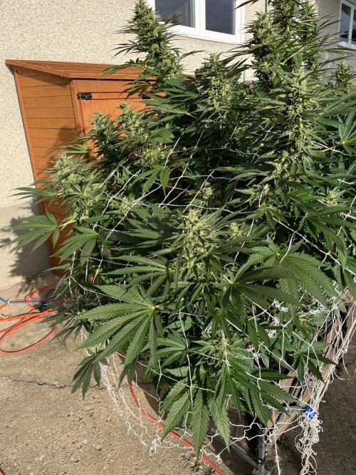26 Amnesia Haze Fast. Week 20 - Sep 12 Day 134