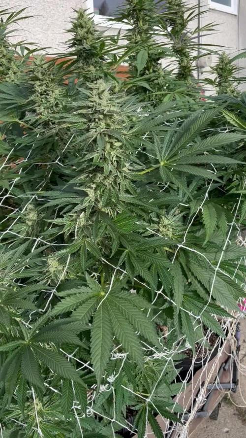 26 Amnesia Haze Fast
