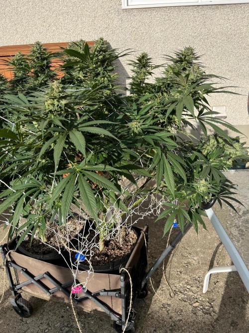 26 The Godfather. Week 20 - Sep 12 Day 134