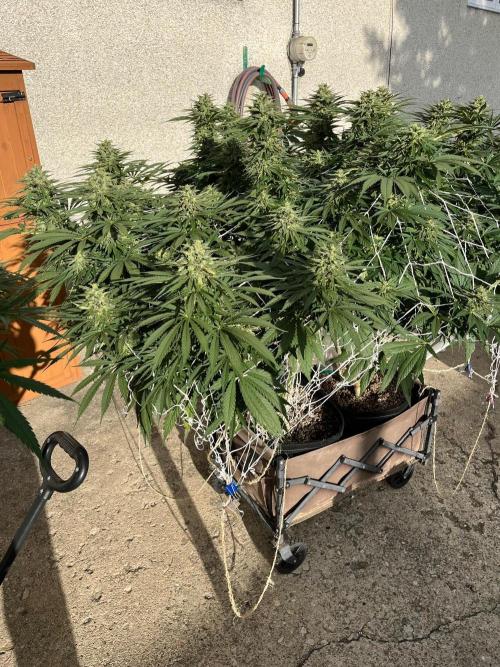 26 Gorilla Cookies Fast. Week 20 - Sep 12 Day 134
