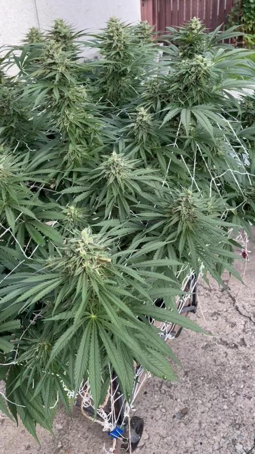 26 Gorilla Cookies Fast