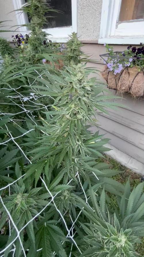 26 Amnesia Haze Fast