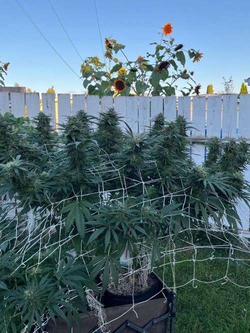 26 Gorilla Cookies Fast. Week 20 - Sep 13 Day 135