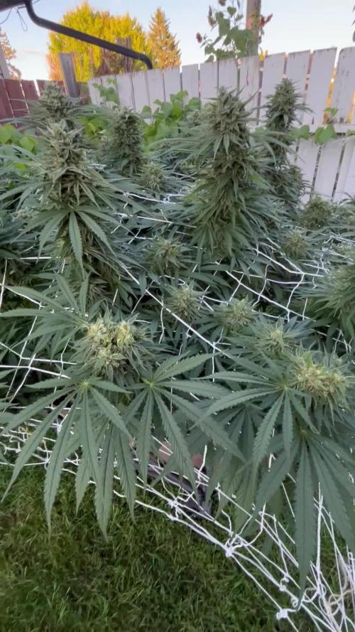 26 Gorilla Cookies Fast