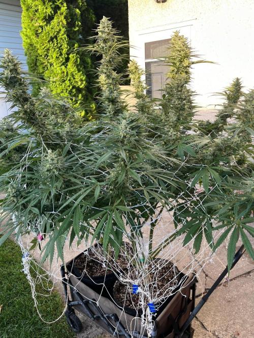 26 Purple Ghost Candy. Week 20 - Sep 15 Day 137 morning 