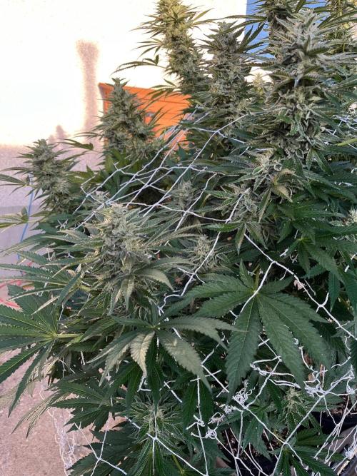 26 Amnesia Haze Fast. Week 20 - Sep 15 Day 137 morning 