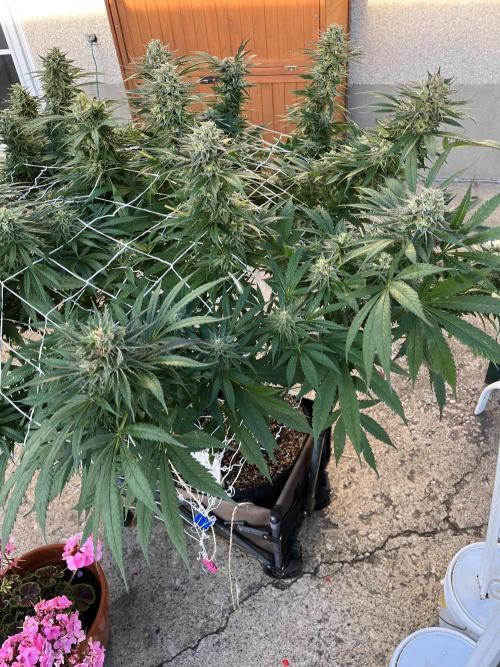Godfather OG. Week 20