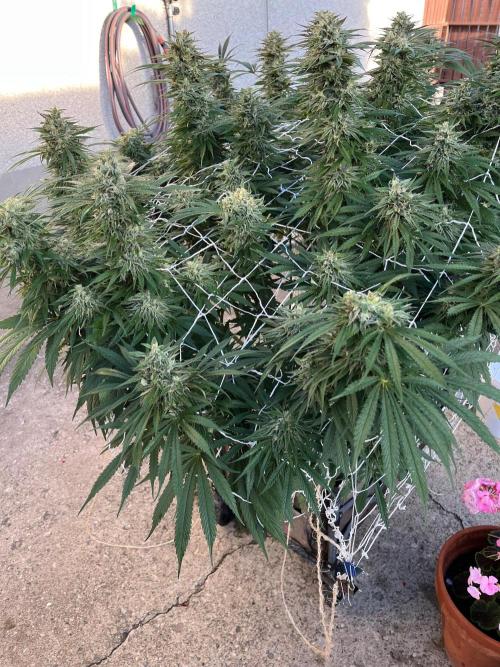 26 Gorilla Cookies Fast. Week 20 - Sep 15 Day 137 morning 
