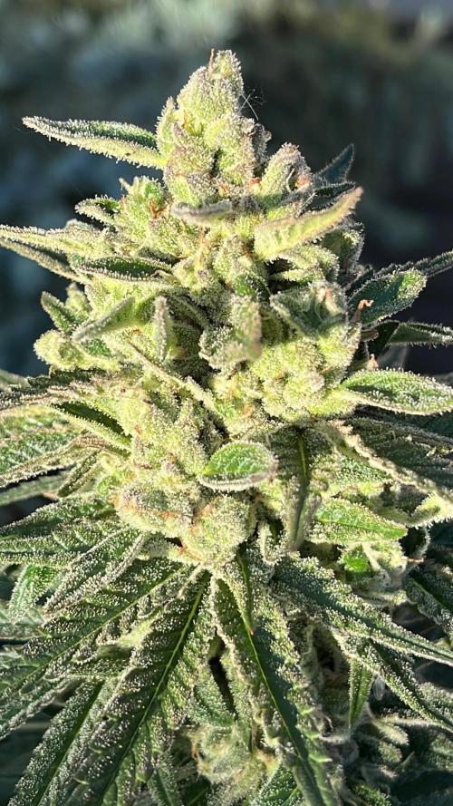 26 Purple Ghost Candy. Week 20 - Sep 15 Day 137 evening 