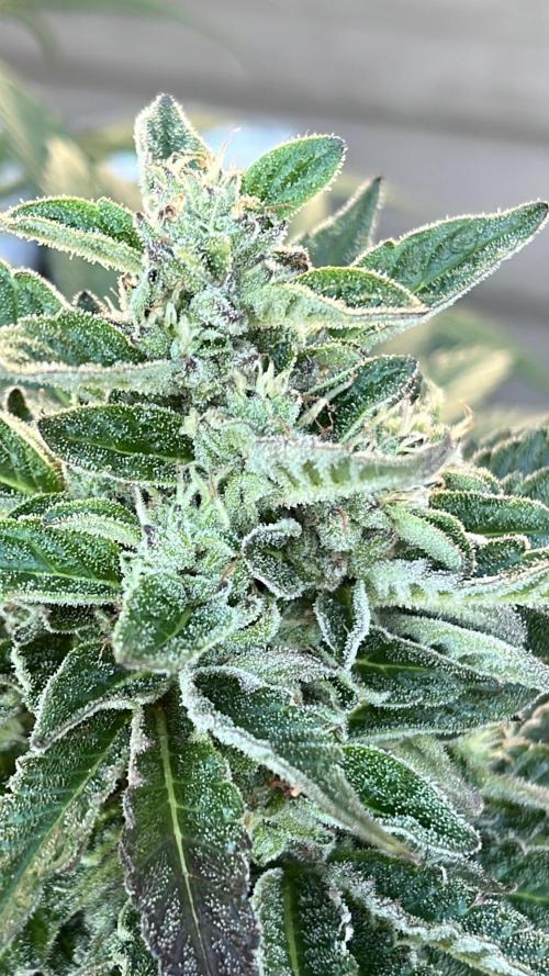 26 Amnesia Haze Fast. Week 20 - Sep 15 Day 137 evening 