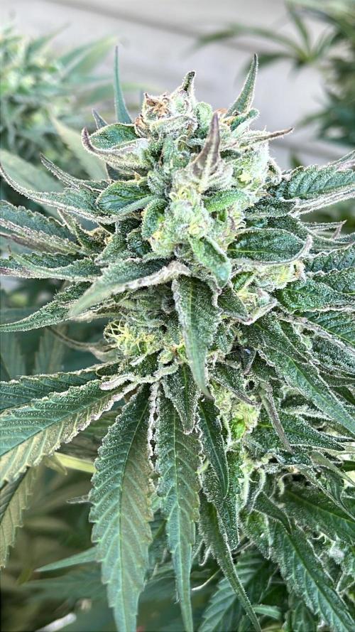 Godfather OG. Week 20