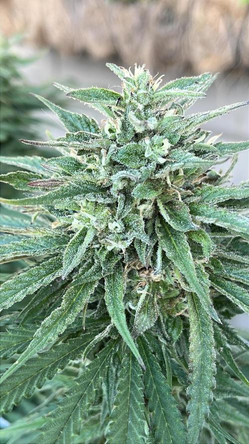 26 Gorilla Cookies Fast. Week 20 - Sep 15 Day 137 evening 