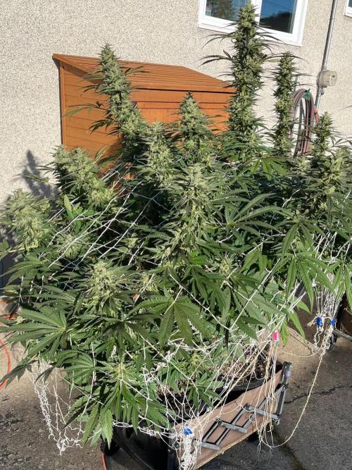 26 Purple Ghost Candy. Week 20 - Sep 16 Day 138 morning 