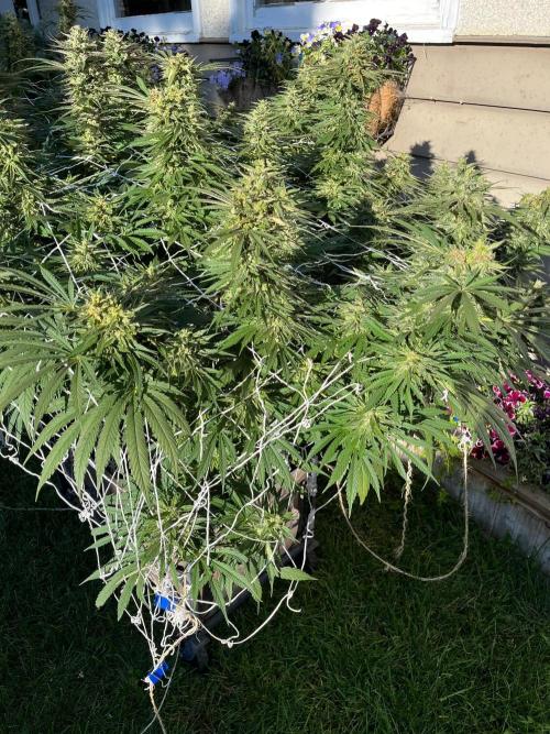 26 Gorilla Cookies Fast. Week 20 - Sep 16 Day 138 
