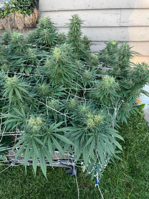 26 Gorilla Cookies Fast. Week 20 - Sep 16 Day 138