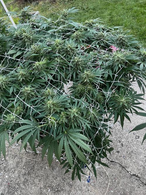 26 Gorilla Cookies Fast. Week 20 - Sep 16 Day 138