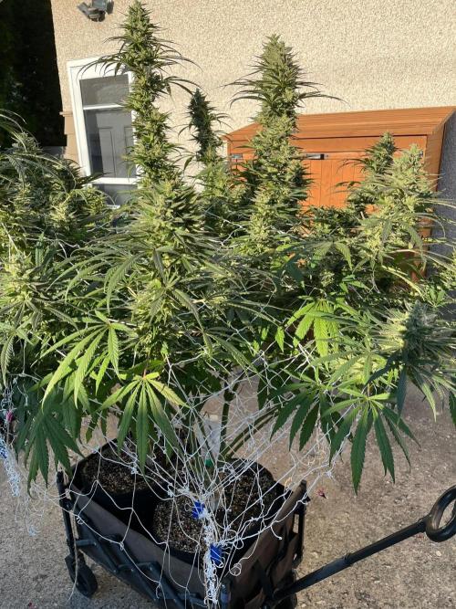 26 Purple Ghost Candy. Week 20 - Sep 18 Day 140